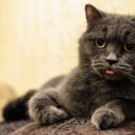 Kot na dworze? Badania pokazują, że takie zwierzęta żyją krócej