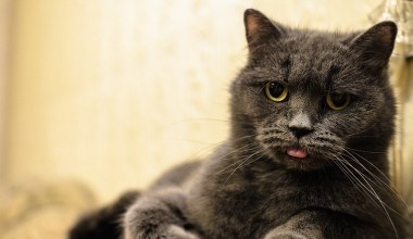 Kot na dworze? Badania pokazują, że takie zwierzęta żyją krócej