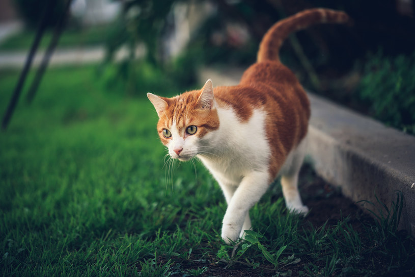 Kot na dworze – jak zapewnić mu bezpieczeństwo /materiały prasowe