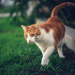 Kot na dworze – jak zapewnić mu bezpieczeństwo?