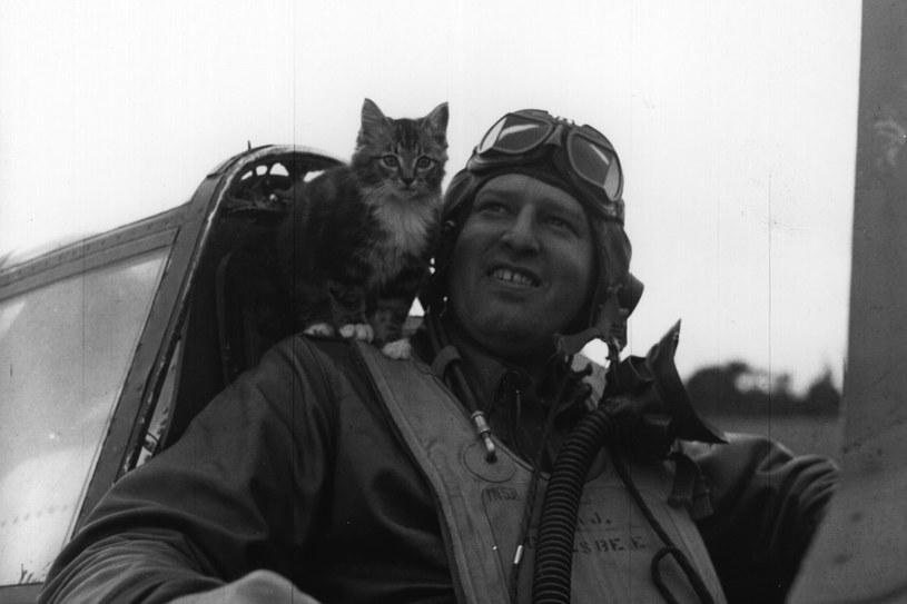 Kot na ramieniu pilota RAFu, 1944 rok /Getty Images/Flash Press Media