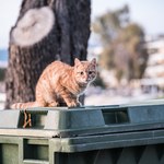 Kot na zewnątrz? Wykluczone. W Australii szykują rewolucję