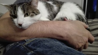 Kot najlepszym przyjacielem… mężczyzny