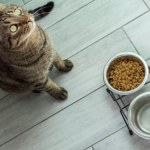 Kot nie chce jeść karmy? To nie przez sytość ani chorobę. Powód jest inny