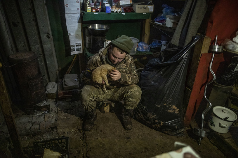 Kot pełni swoją "służbę". Svitlodarsk, Donieck /Getty Images