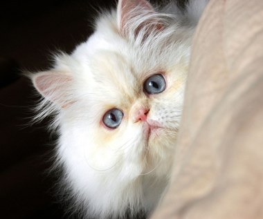 Kot perski: co warto wiedzieć o tej rasie?