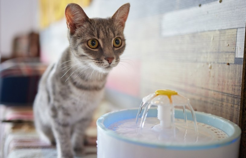 Kot pije dużo wody? Wizyta u weterynarza może być nieunikniona