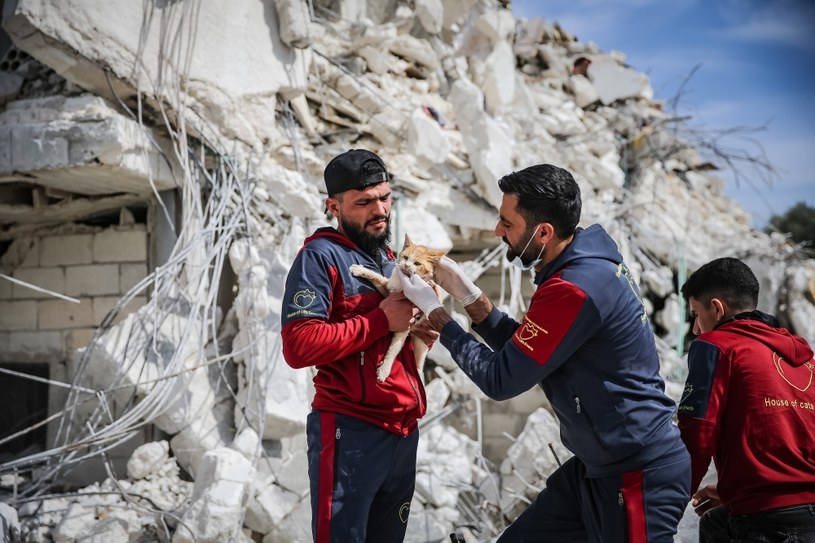 Gato durante el terremoto en Siria / Muhammad Saeed / Agencia Anadolu / Twitter: @Zidane084 / Getty Images