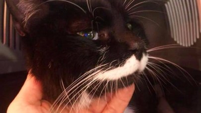 ​Kot-podróżnik przebył ponad 1000 kilometrów w poszukiwaniu właścicieli?