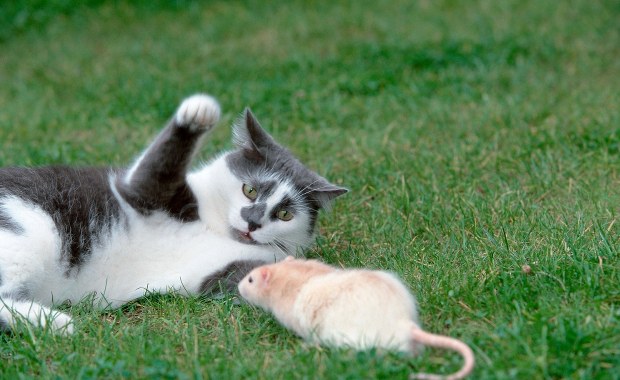 Kot pogromcą szczura? Naukowcy twierdzą, że to mit