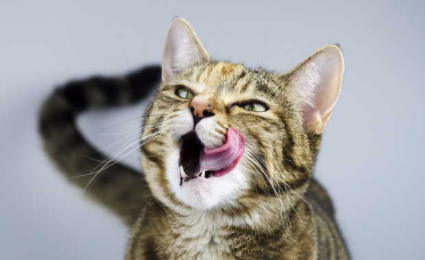 Kot przemytnik. Ktoś przymocował do niego narkotyki