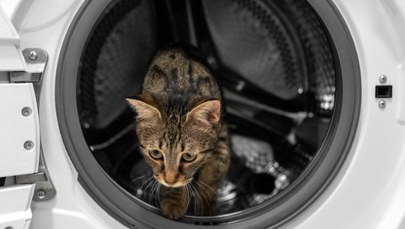 Kot przeżył cykl prania. 