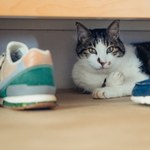 Kot przytula się do butów? Powód cię zaskoczy
