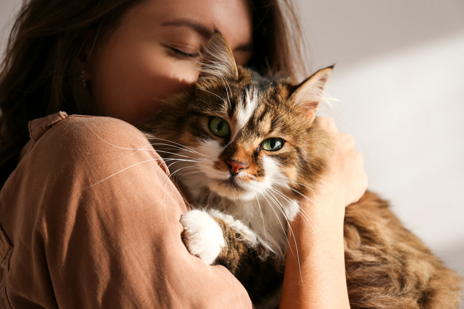Kot rasy syberyjskiej /Shutterstock