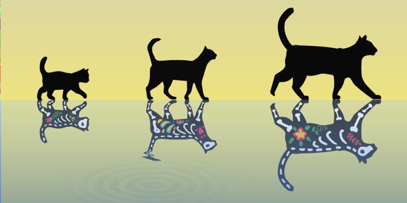Kot Schrödingera, może być jednocześnie żywy (na górze) i martwy (na dole) / Yiwen Chu / ETH Zurych /domena publiczna