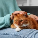 Kot śpi na tobie? W ten sposób przekazuje ci ważną wiadomość 