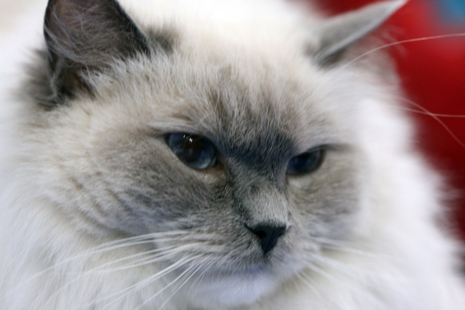 Kot syberyjski /Tomasz Wojtasik /PAP