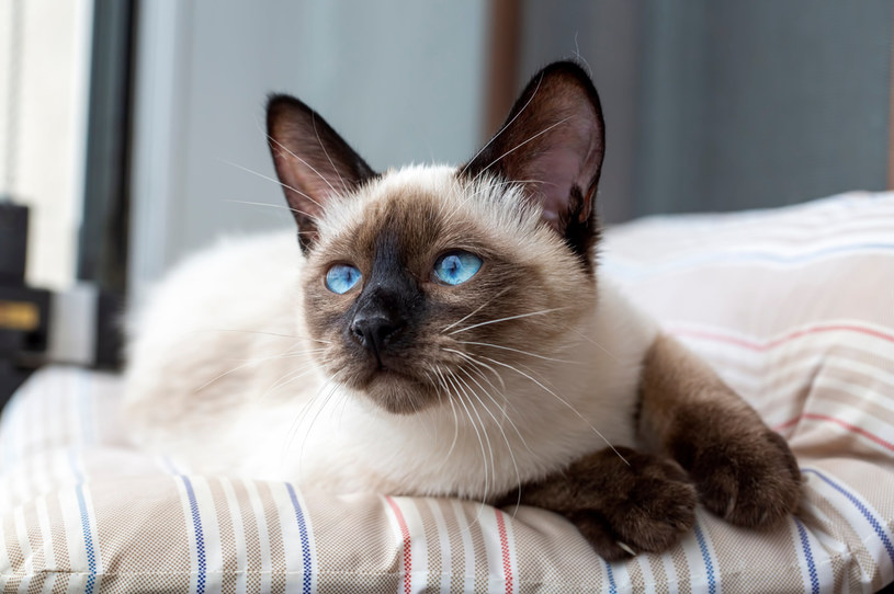 Kot syjamski będzie doskonałym towarzyszem dla osoby przebywającej większość czasu w domu /123RF/PICSEL