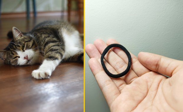 Kot trafił na stół operacyjny: Zjadł 37 gumek do włosów