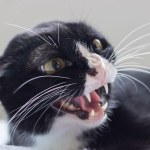 Kot ugryzł właściciela, miał wściekliznę. To ostrzeżenie dla Polaków