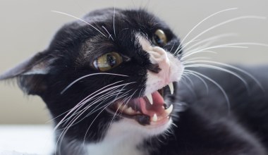 Kot ugryzł właściciela, miał wściekliznę. To ostrzeżenie dla Polaków