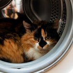 Kot ukrył się w bębnie pralki. Przeżył godzinny cykl prania