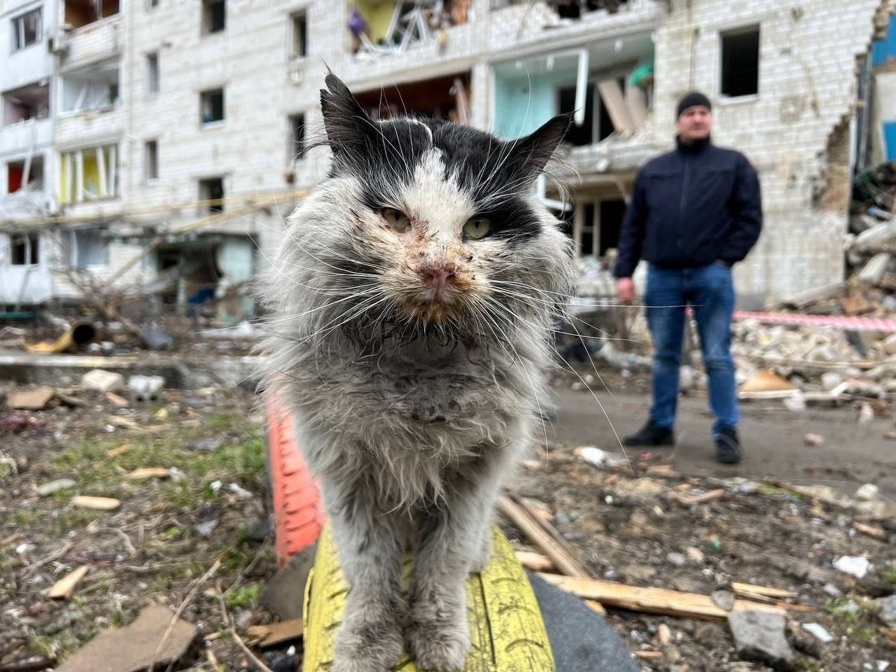 Kot uratowany spod gruzów zamieszkał w ukraińskim ministerstwie