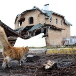 Kot w Charkowie uratowany po dwóch tygodniach od bombardowania