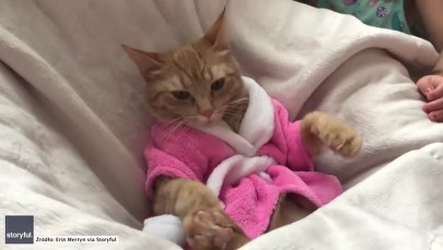 Kot w domowym spa. Futrzak wydaje się zadowolony 