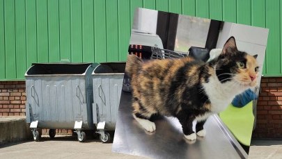 Kot w klatce wyrzucony na śmietnik. Schronisko: Musimy poznać historię leczenia