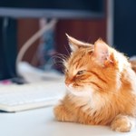 Kot w miejscu pracy. Tak pod wpływem jego obecności zmieniają się ludzie