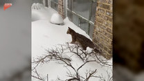 Kot walczy ze śniegiem. Zobacz