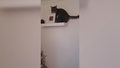 Kot wdrapał się na półkę i... Łobuziak