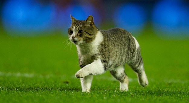 Kot z Anfield Road w akcji /AFP