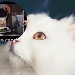 Kot z memów od lat jest gwiazdą Instagrama. Jak powstało słynne zdjęcie? 