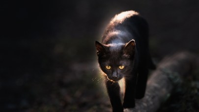 Kot zaatakował 80-latkę. Kobieta wezwała na pomoc służby