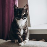 Kot zachowuje się w ten sposób? Możliwe, że nadchodzi burza lub ochłodzenie 