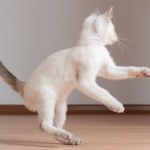 Kot zachowuje się w ten sposób? To może być oznaka choroby 