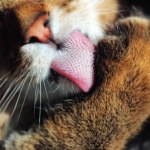 Kot zaczął lizać meble i podłogi? Przyjrzyj się temu dokładniej