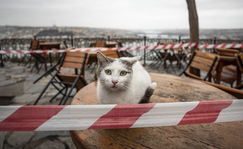 Kot  zakażony COVID-19 odbył kwarantannę /Getty Images