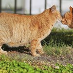 Kot ze ściętym ogonem. Mówiono, że to pierwowzór postaci Hello Kitty