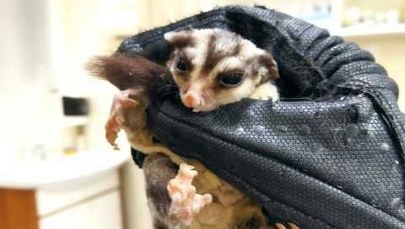 Kot znalazł na balkonie australijską lotopałankę