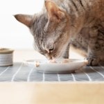 Kot zostawia pół miski jedzenia i nie chce jeść, bo popełniamy jeden błąd