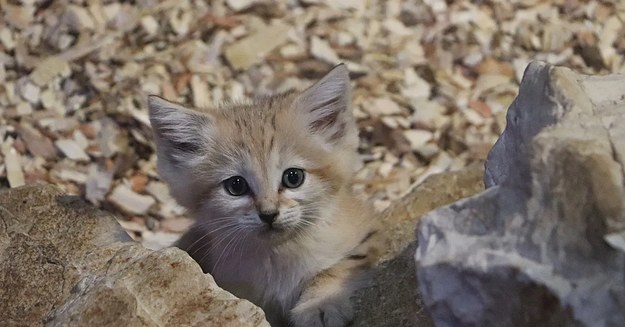 Kotek pustynny w gdańskiego zoo /Urząd Miasta Gdańska /Materiały prasowe