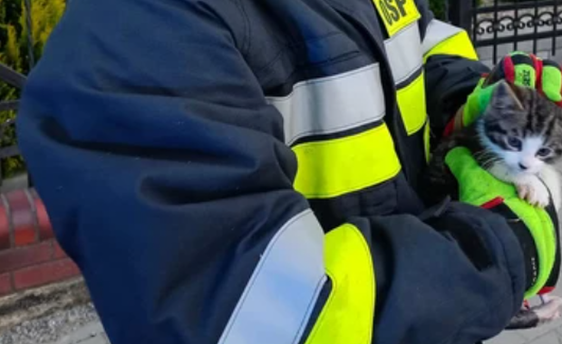 Kotek wpadł do kanalizacji deszczowej. Uratowali go strażacy