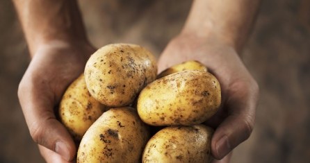 Kotewka może być świetnym zamiennikiem ziemniaków