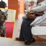 Kotka Perła nową "urzędniczką" w Ostródzie. Została uratowana przed mrozem