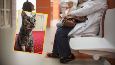 Kotka Perła nową "urzędniczką" w Ostródzie. Została uratowana przed mrozem