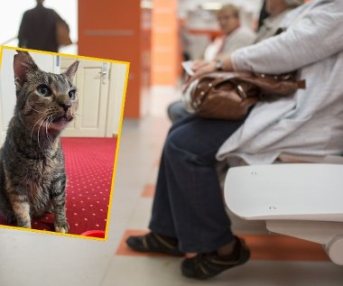 Kotka Perła nową "urzędniczką" w Ostródzie. Została uratowana przed mrozem