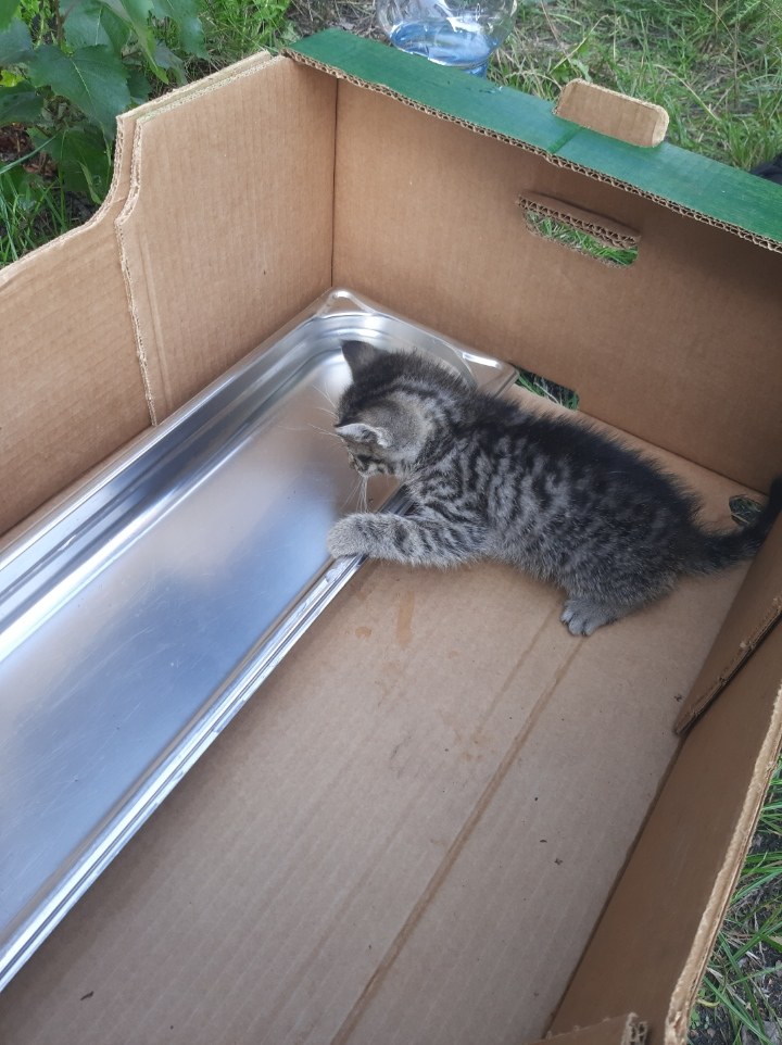 Kotka udało się uratować /Straż Miejska